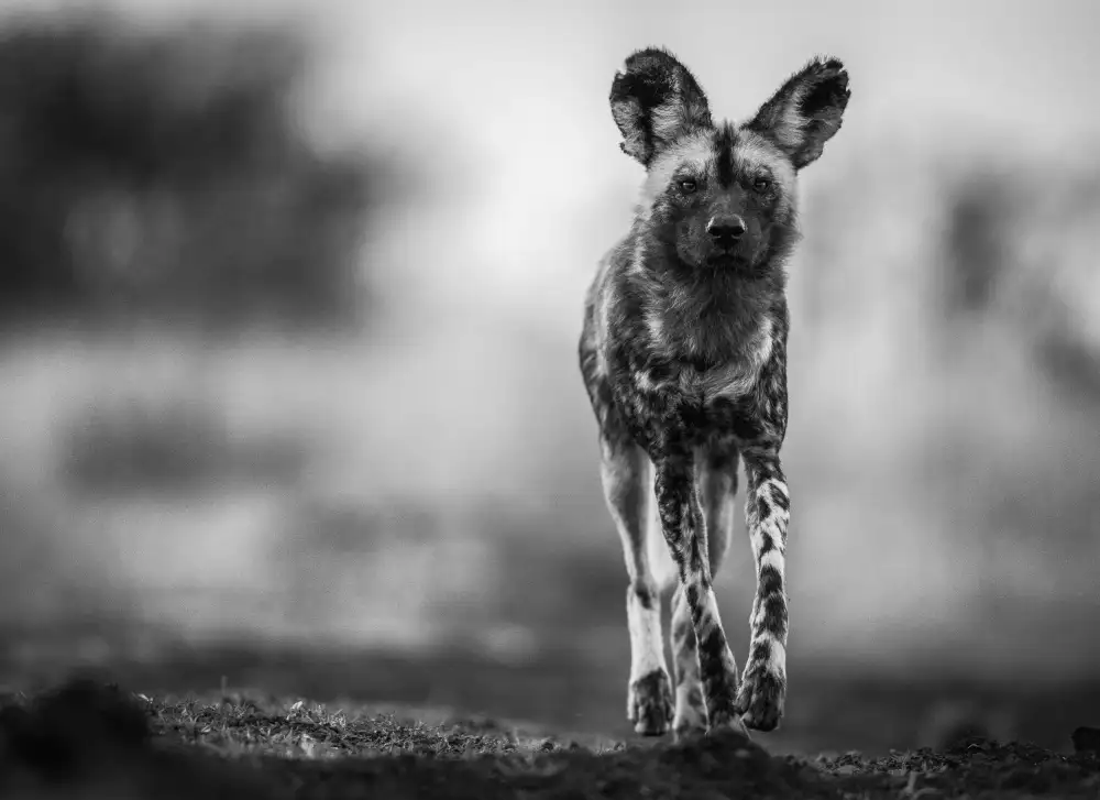 Marx, Jaco: Chien sauvage monochrome