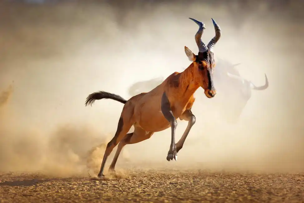 Unknown: Deserto del Kalahari - Sudafrica