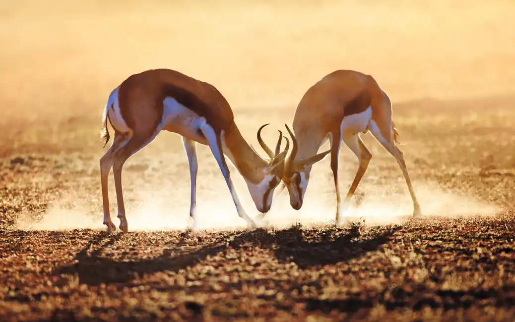 Unknown: Deserto del Kalahari - Sudafrica