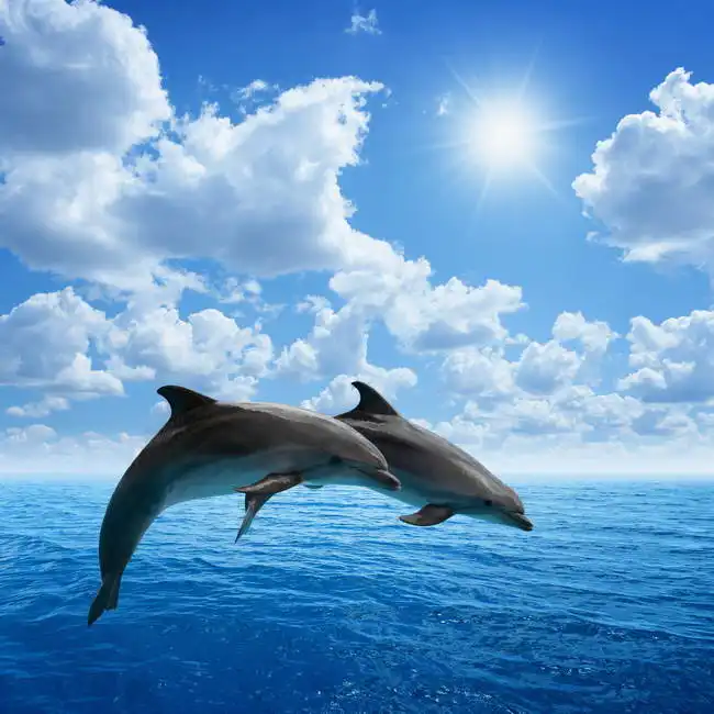 Unknown: Pareja de delfines