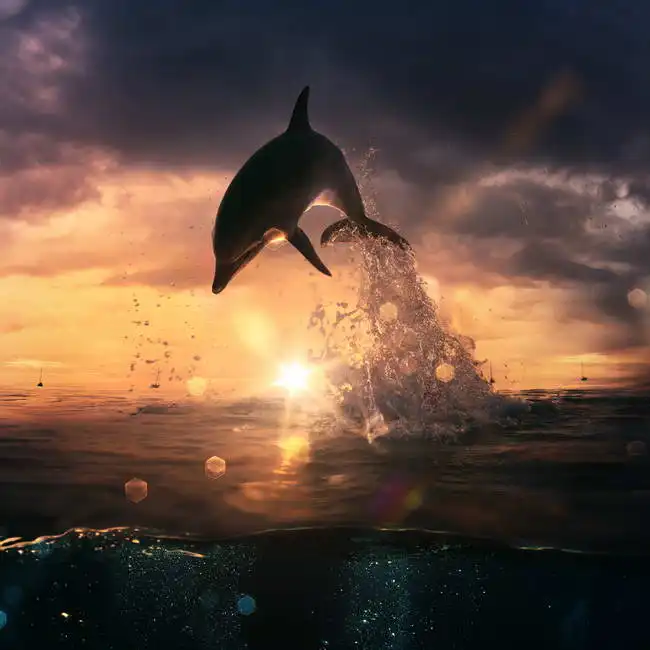 Unknown: Dolphin jump