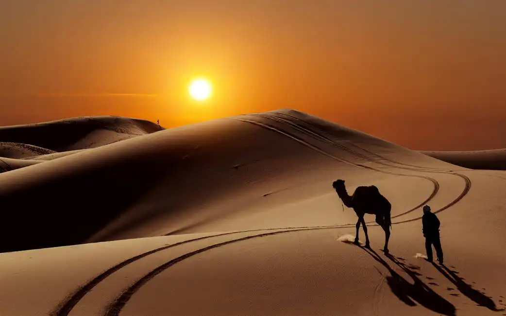 Unknown: Camel in the Sahara Desert, Morocco