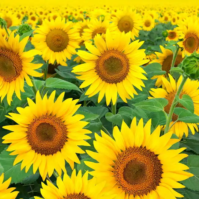 Unknown: Blooming field of sunflowers