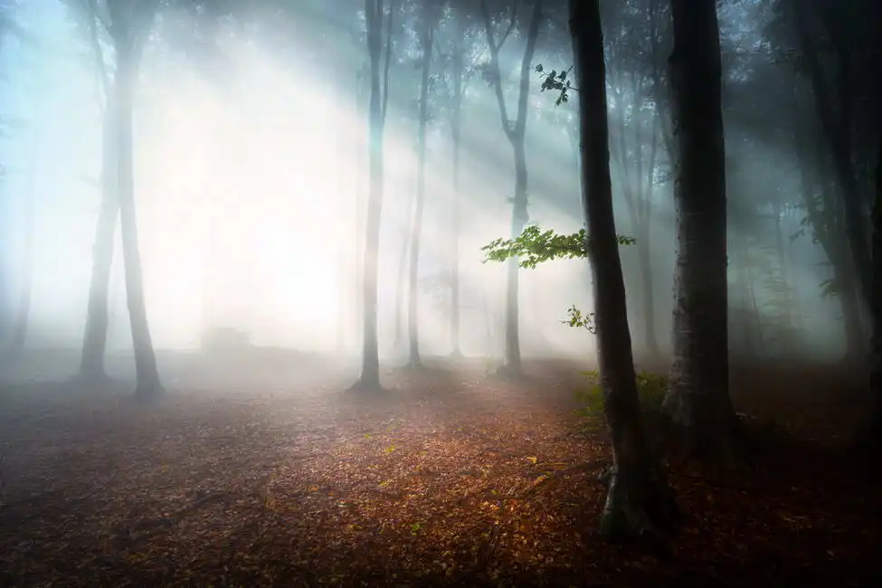Unknown: Misty forest