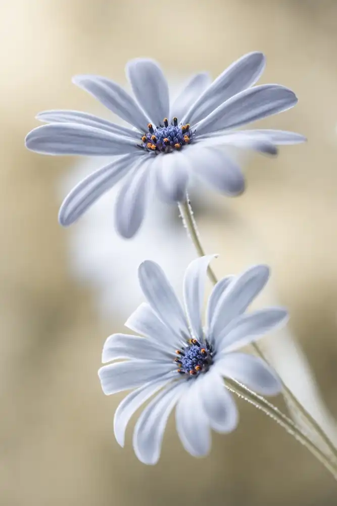 Disher, Mandy: Cape daisies