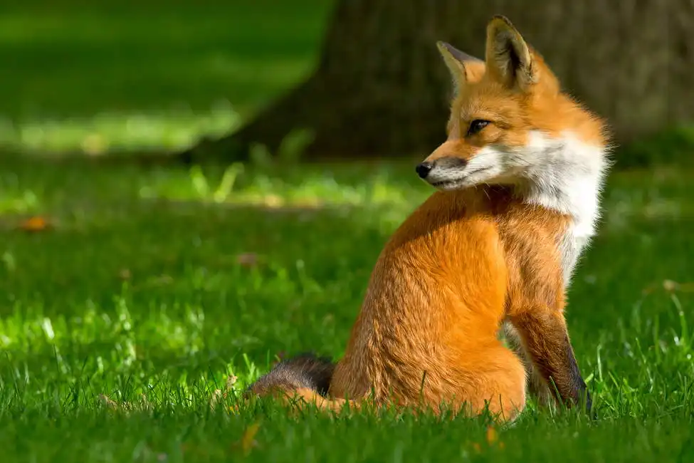 Unknown: Fox
