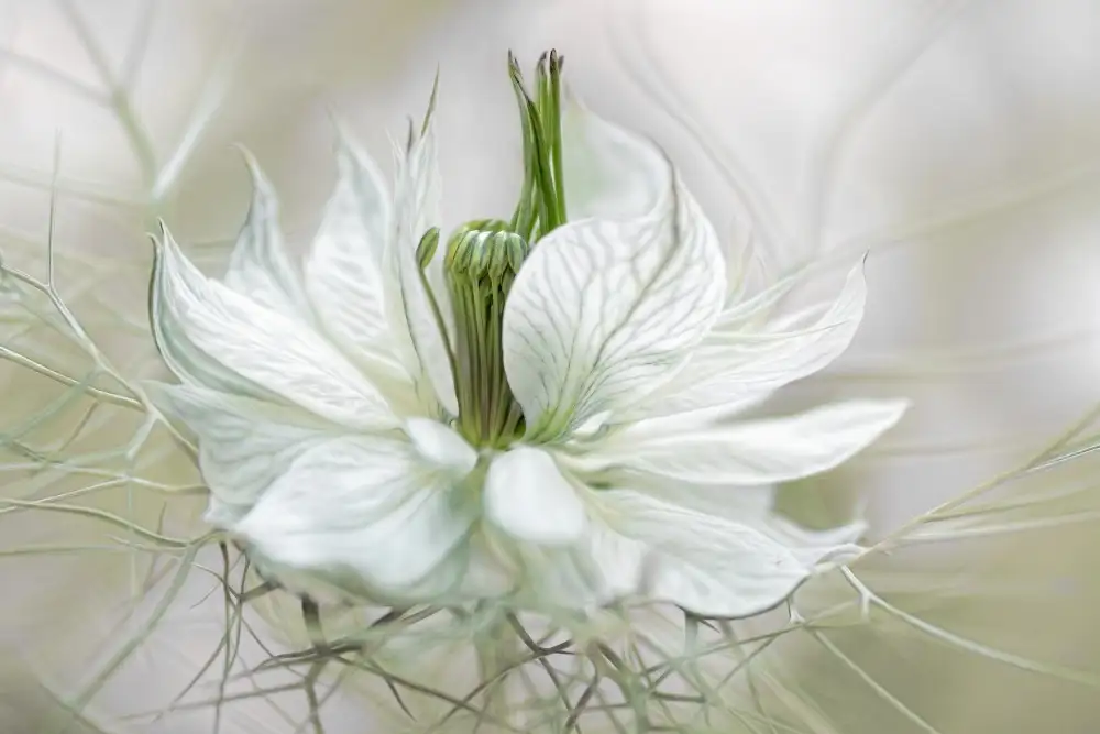 Disher, Mandy: Nigella