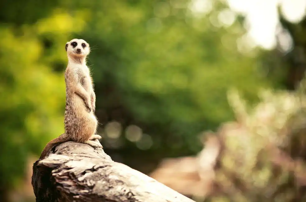 Unknown: Meerkat
