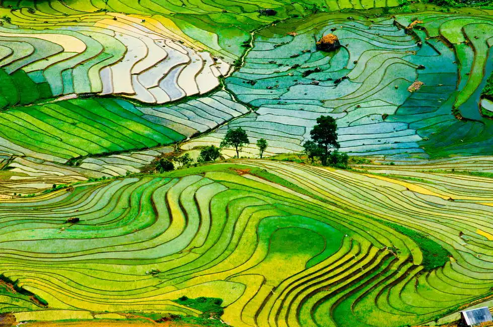 Unknown: Reisfelder in der Provinz Laocai, Vietnam