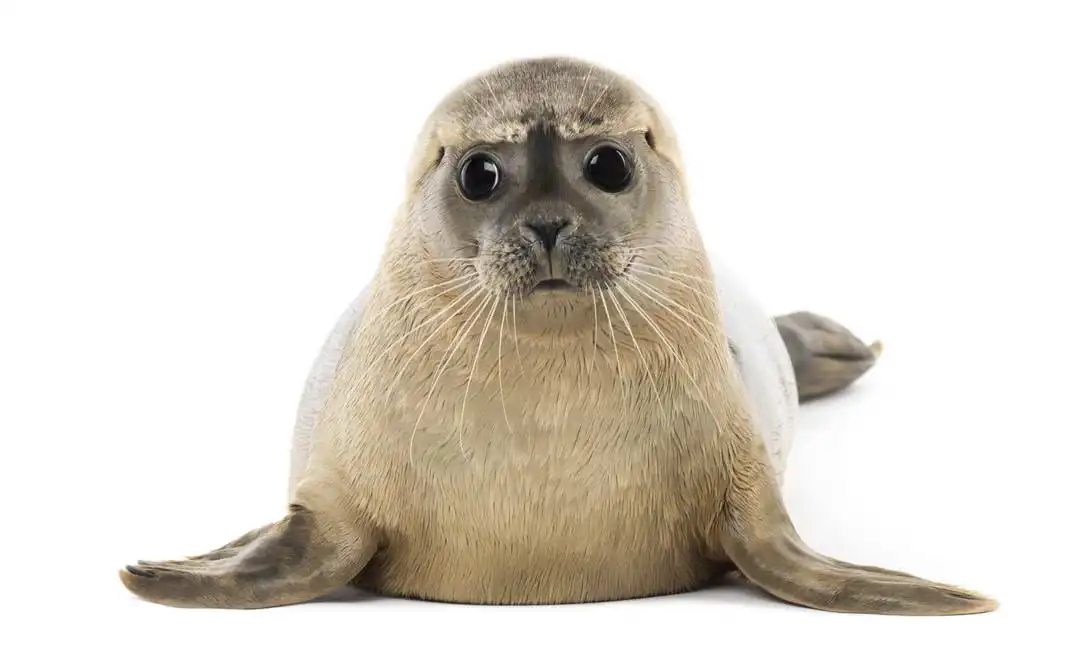 Unknown: Cría de foca