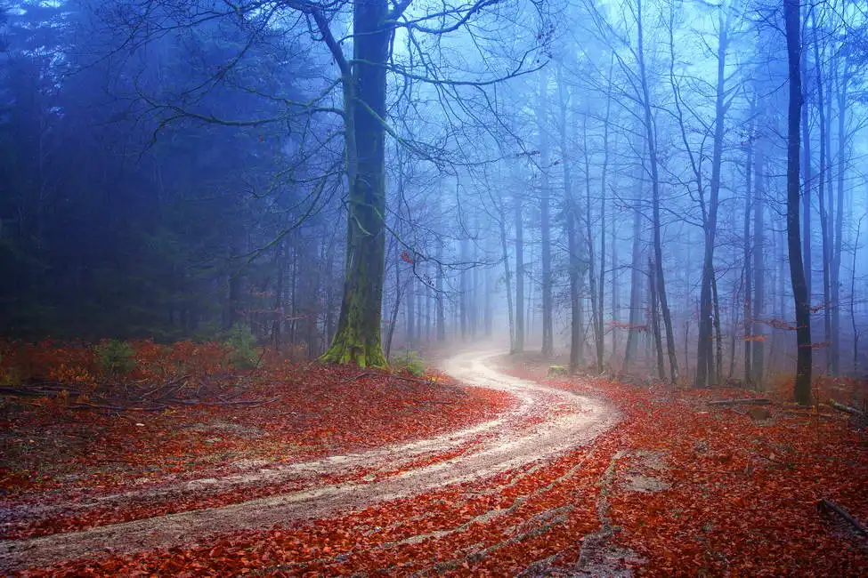 Unknown: Otoño misterioso bosque con camino