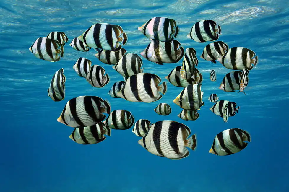 Unknown: Schwarm von tropischen Fischen