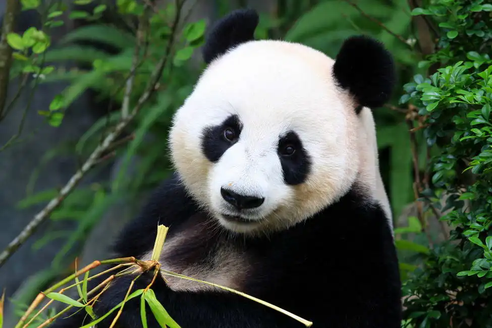 Unknown: Panda aux pousses de bambou
