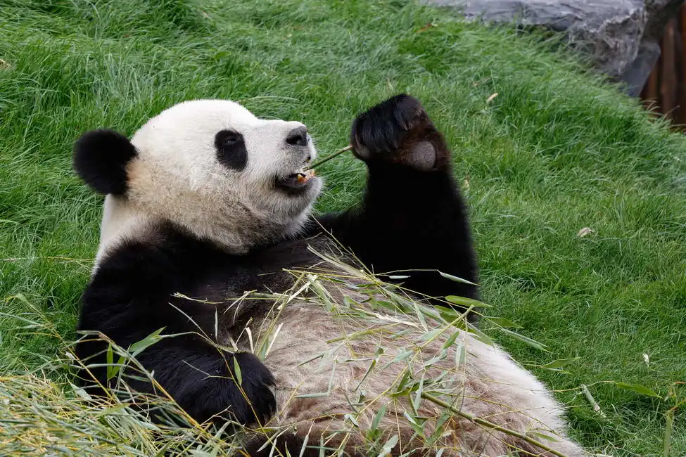 Unknown: Panda sul retro