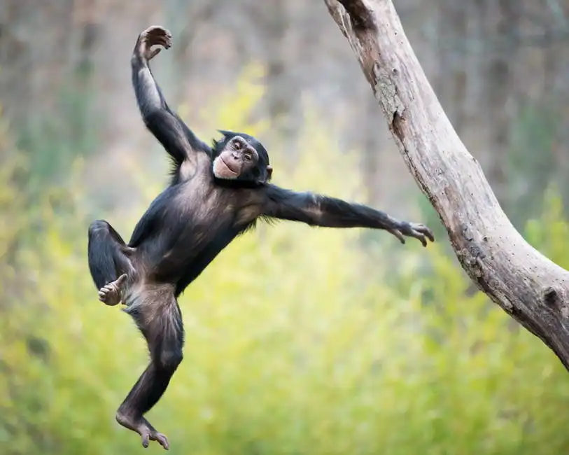 Unknown: Young chimpanzee