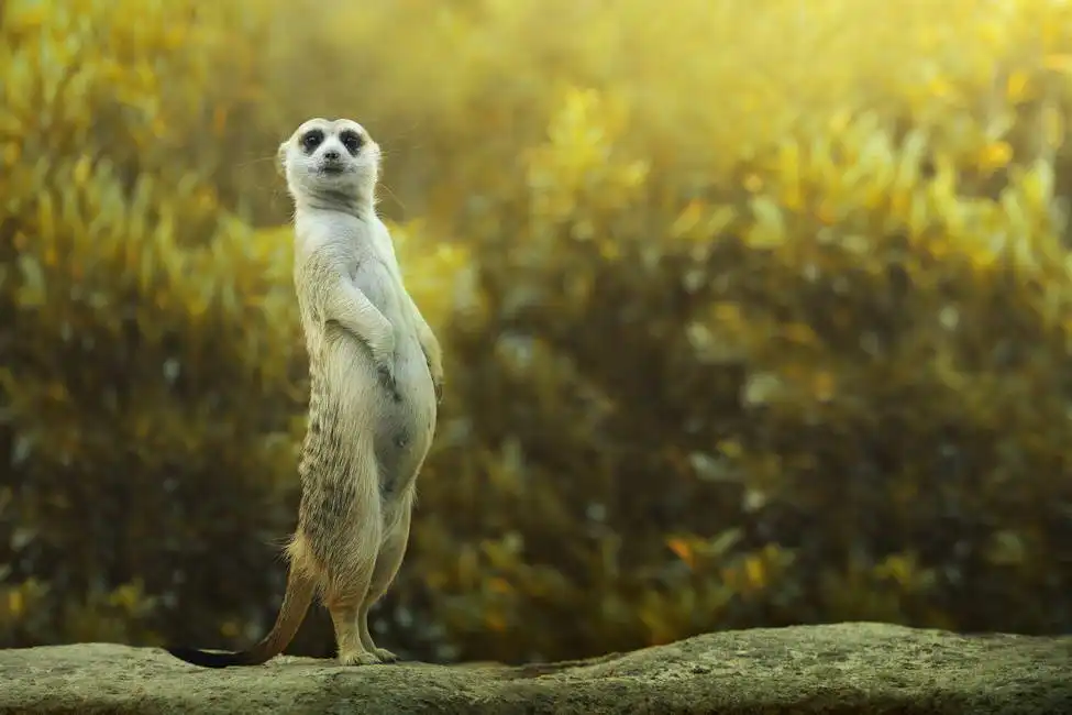 Unknown: Meerkat in piedi su una roccia