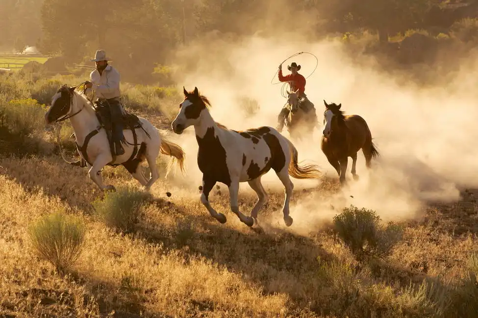 Unknown: Cowboys on horseback