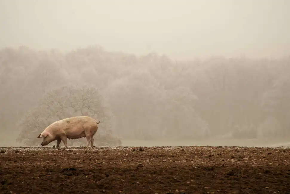 Unknown: Pig in Winter