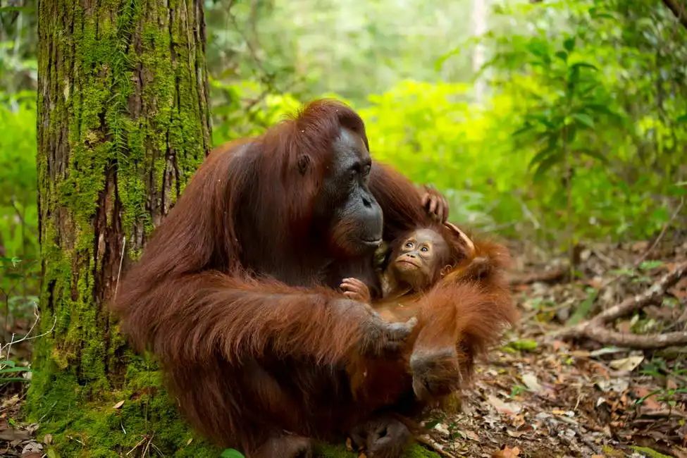 Unknown: Orangutan nella giungla del Borneo, Indonesia