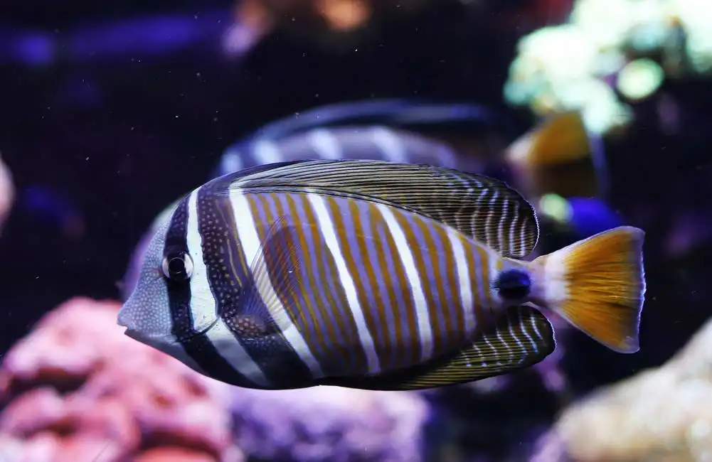Neznámý: Zebrasoma desjardinii