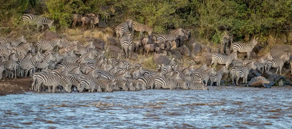 Sink, C. Jeffrey: Conflagrazione della zebra