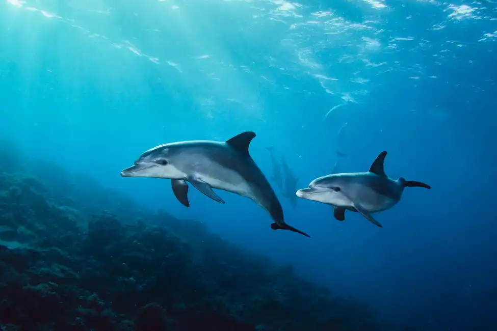 Unknown: Dolphins in the sea