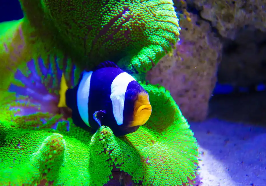 Unknown: Pesce di mare