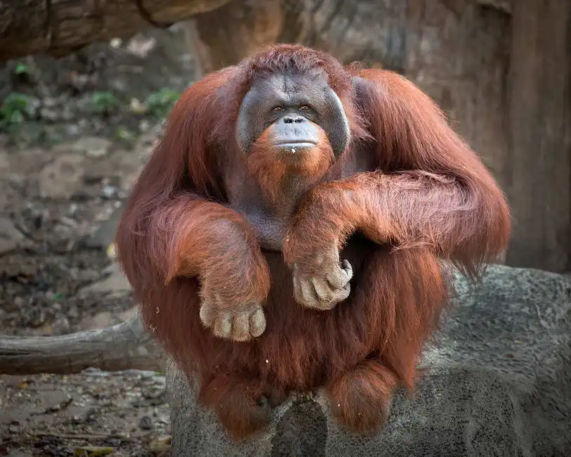 Unknown: Orang-Utans
