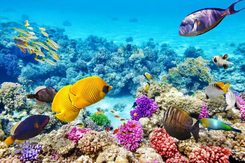Unknown: Mondo sommerso con coralli e pesci tropicali