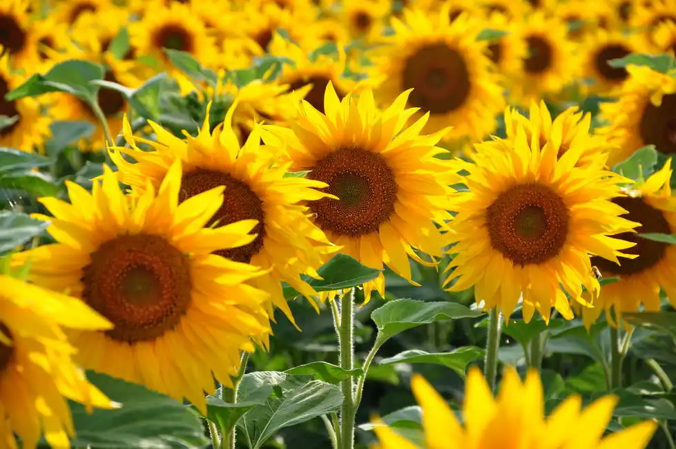 Unknown: Campo di girasoli