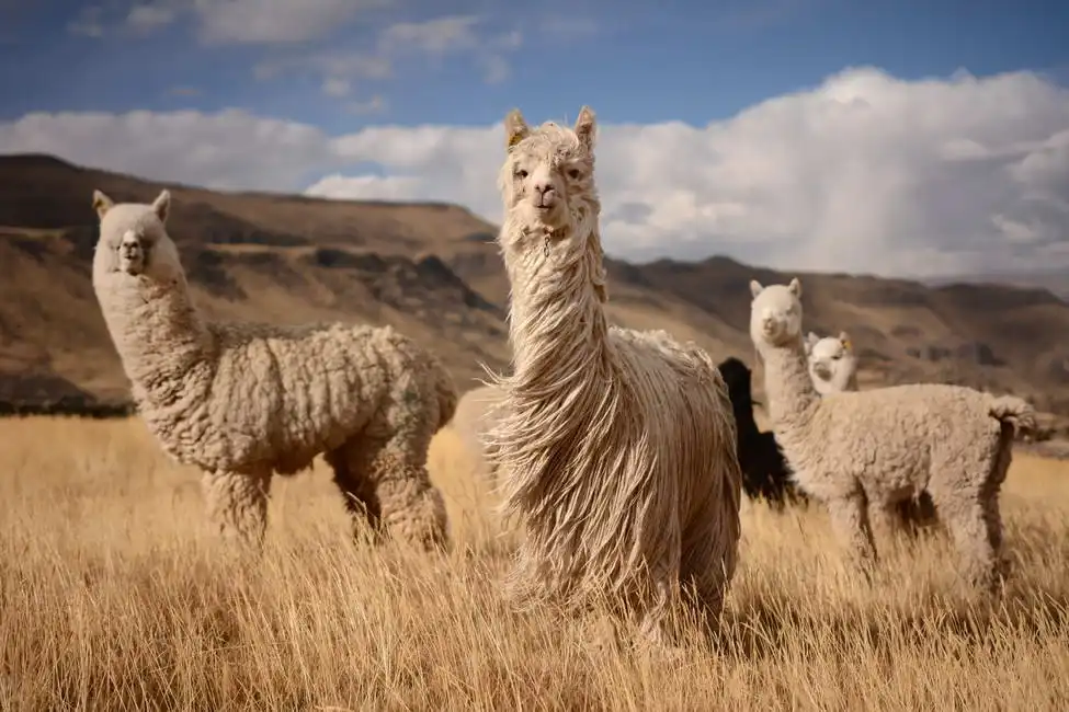 Unknown: Llama (alpaca) in the Andes, Peru