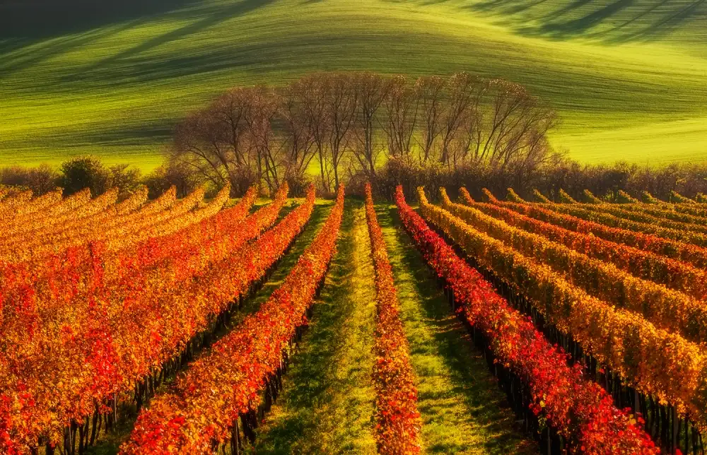 Krol, Bax Piotr: vine-growing