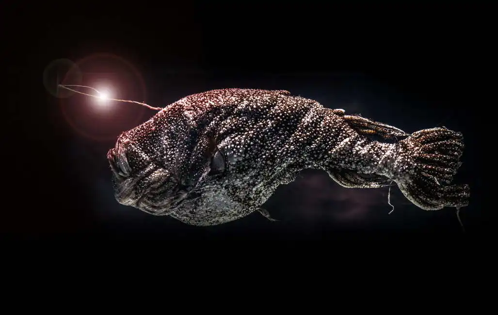 Unknown: Pescado hondo