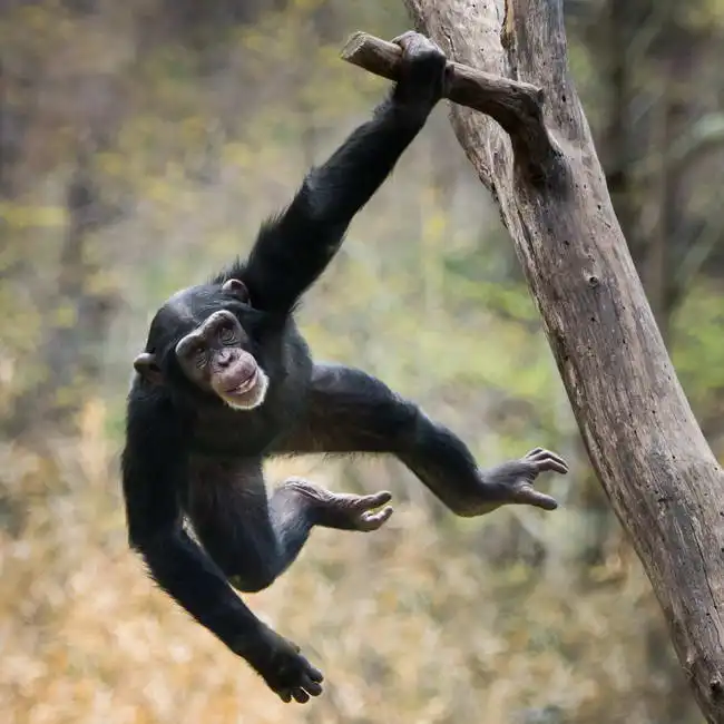 Unknown: Jeune chimpanzé