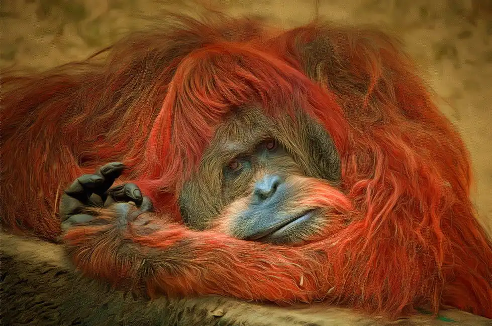Unknown: Orangs-outans