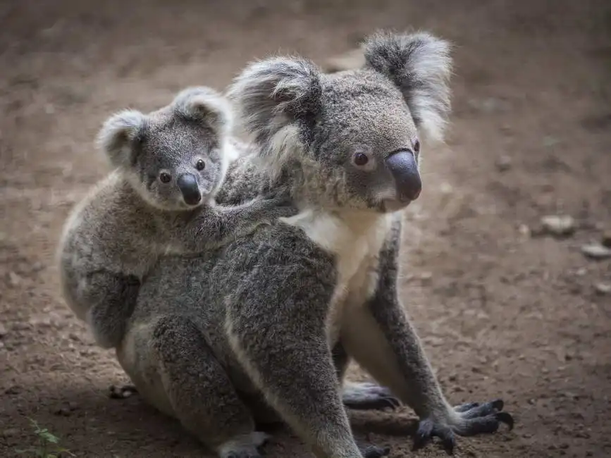 Unknown: Orsacchiotto koala
