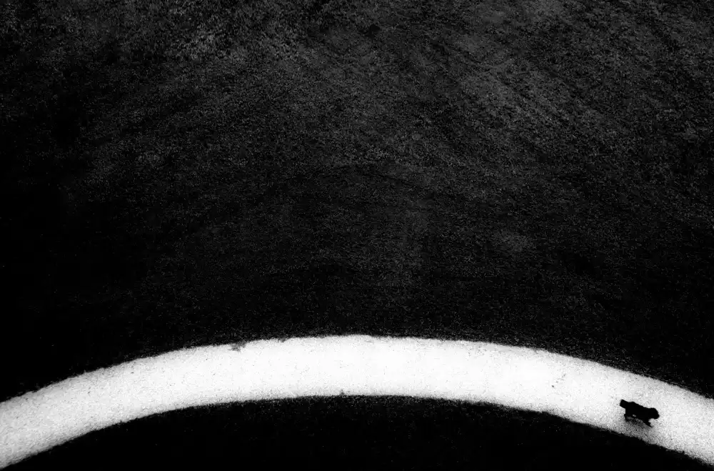 Maffei, Franco: black dog