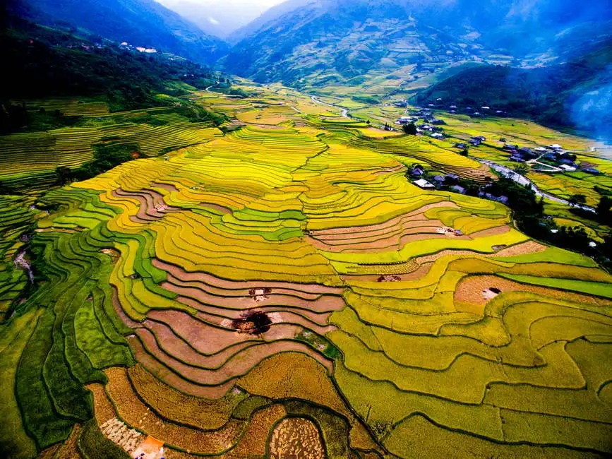 Unknown: Campo di riso durante il raccolto a Mu Cang Chai, Vietnam