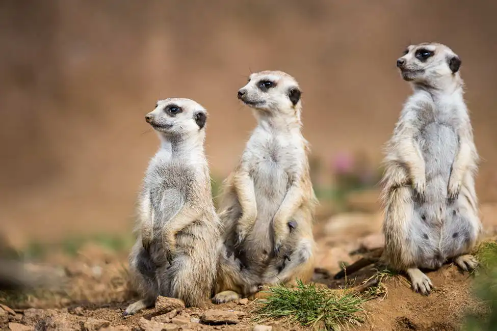 Unknown: Watchful meerkats on guard
