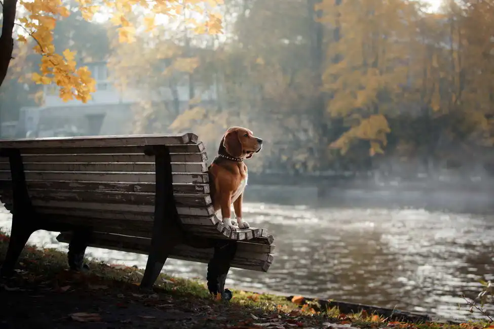 Unknown: Beagle