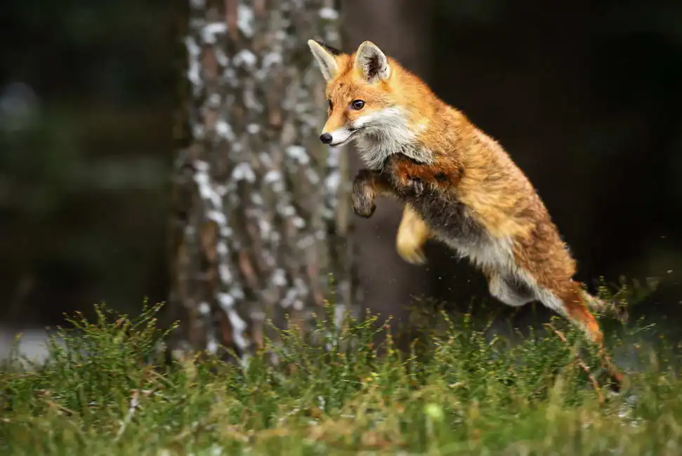 Unknown: Volpe, Vulpes vulpes