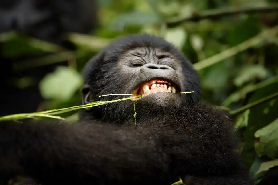 Unknown: Mountain Gorilla, Uganda