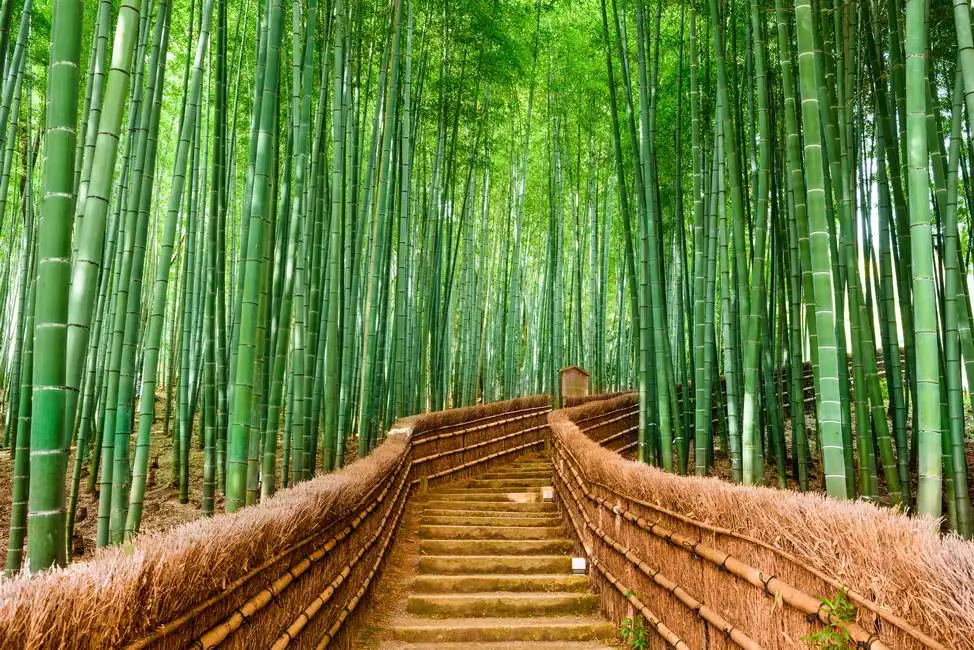 Unknown: Bambuswald, Kyoto, Japan