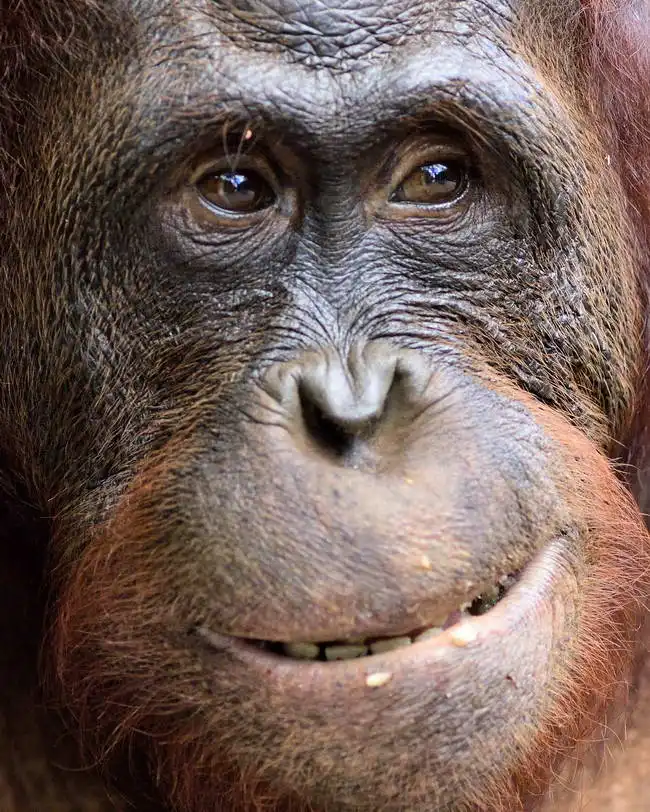 Unknown: Orangs-outans, Indonésie