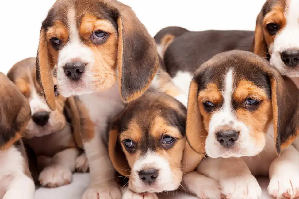 Unknown: Beagle puppies