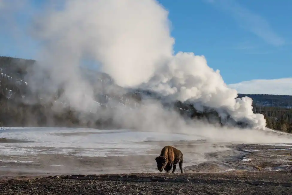 Unknown: Bison devant un geyser dans le parc national de Yellowstone
