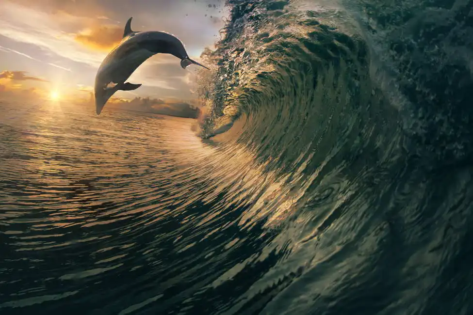 Unknown: Surf