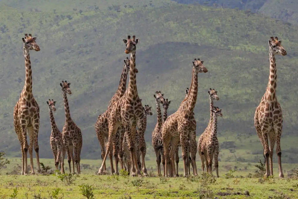 Thalin, Bee: Giraff family