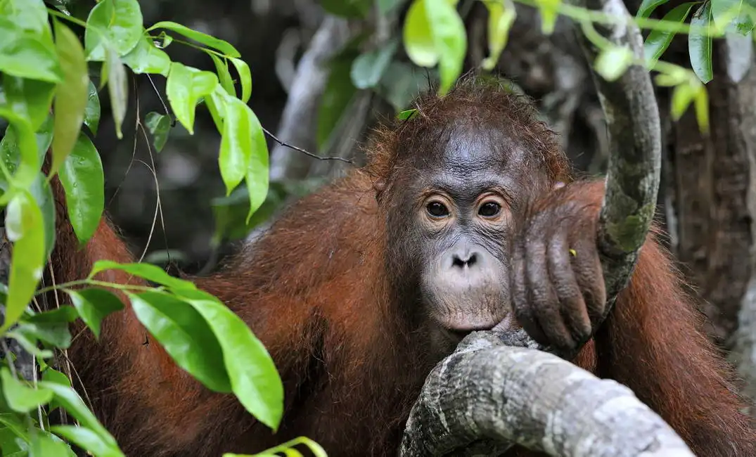 Unknown: Portrait of a young orangutan, Borneo