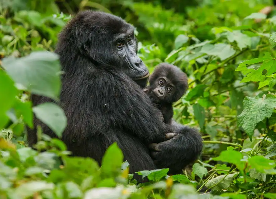 Unknown: Berggorilla mit Baby, Uganda
